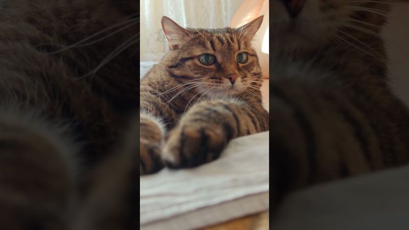 Всё получится 👍😺😉🤣 #cat #кот #юмор #котушка #приколы #цитаты #смех