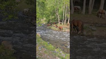 Река Чендек сегодня стала гораздо мощнее! Видимо только сейчас начинается основной сход талых вод.