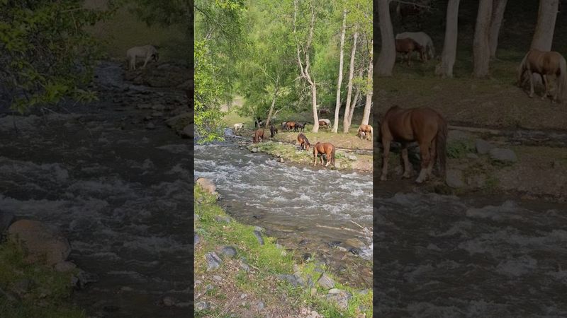 Река Чендек сегодня стала гораздо мощнее! Видимо только сейчас начинается основной сход талых вод.