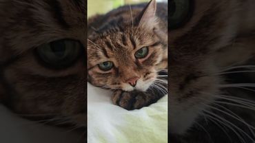 Формула успеха ☝️🤔🙀🤣 #cat #кот #юмор #котушка #приколы #цитаты