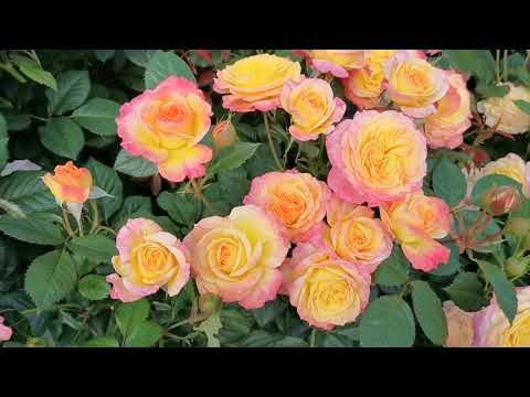 Роза флорибунда Гартенспасс