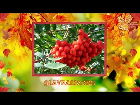 Братья Месяцы. 9 сентября -  Два Пимена, Пимен Рябинник