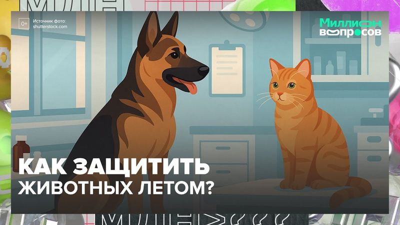 Жара, тревога и питомцы: как защитить животных летом? Советы зоопсихолога