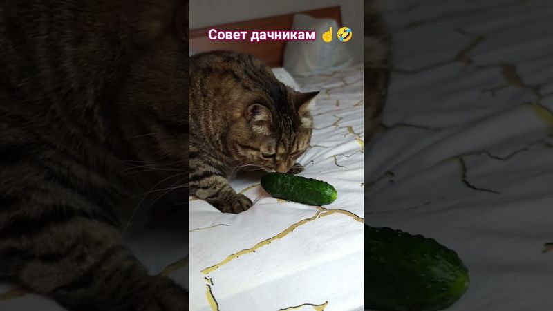 Запомни ☝️🤔😻🤣 #cat #кот #юмор #котушка #приколы #funny #цитаты