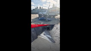 Dead dolphin washed at Henley Beach South amid SA’s algal bloom crisis