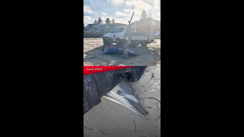 Dead dolphin washed at Henley Beach South amid SA’s algal bloom crisis