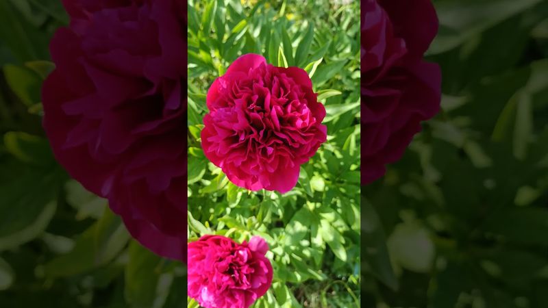 18 мая 2023 г. Пион Рубра плена