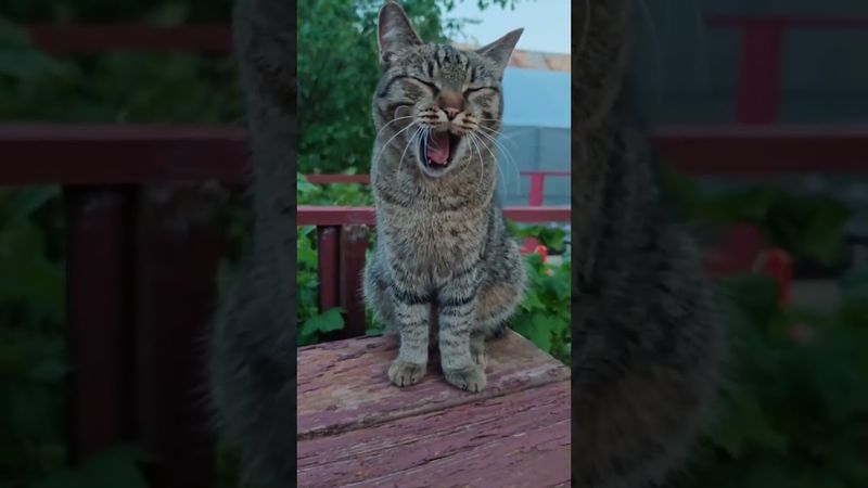 А что вы пили? 🥂🙀😉🤣 #cat #кот #кино #котушка #приколы #цитаты