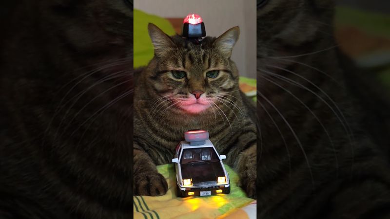 Смотри в обе стороны 🚔🤔😉🤣#cat #кот #юмор #котушка #приколы #цитаты #смех