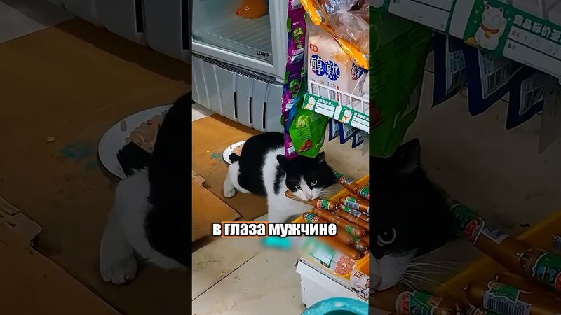 Наглая кошка-воришка 🐈😅 #милыеживотные #юмор #животные
