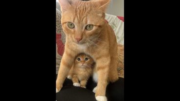 😺 Под маминой защитой! 🐈 Видео смешных кошек и котят для хорошего настроения! 😻