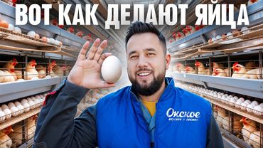 Вся правда про производство куриных яиц. Бизнес на яйцах. Птицефабрика Окское