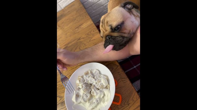 Пельмени #пельмени #еда #жизньрыжегомопсаПашки #apricot #pugs #pug #мопсы #мопс