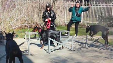 Догтренинг 600. Доберманы и бульмастиф. Базовые упражнения и подчинение при сородичах.