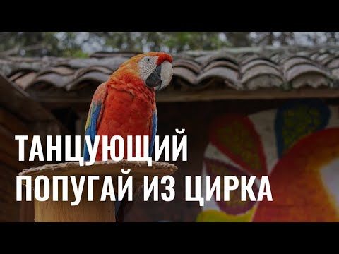 Танцующий попугай из цирка