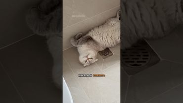 Как проходит день Лелика 🙂