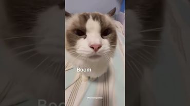 Mr boom cat