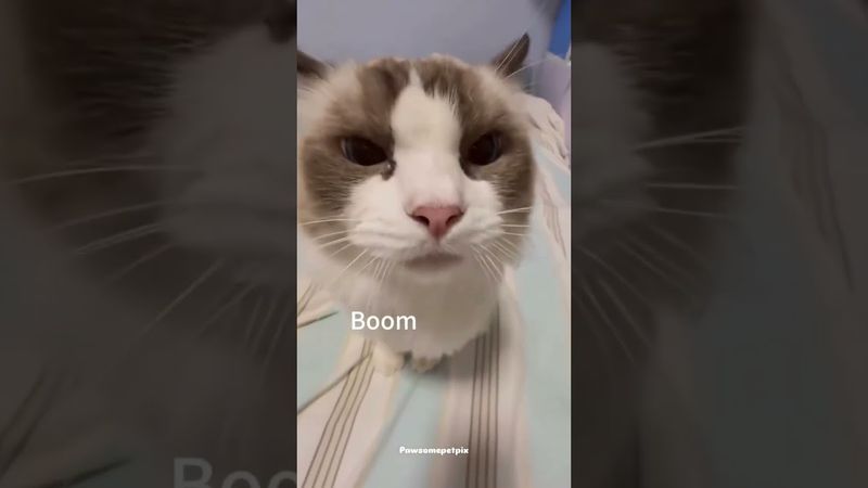 Mr boom cat