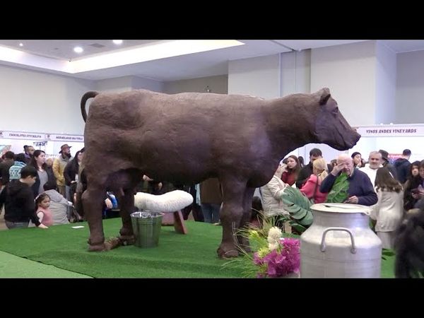 Шоколадную корову весом 500 кг сделали в Чили