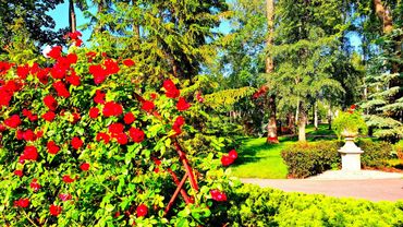 В Центральном парке зацвели розы. Шишечки магнолий. 11.06.2025