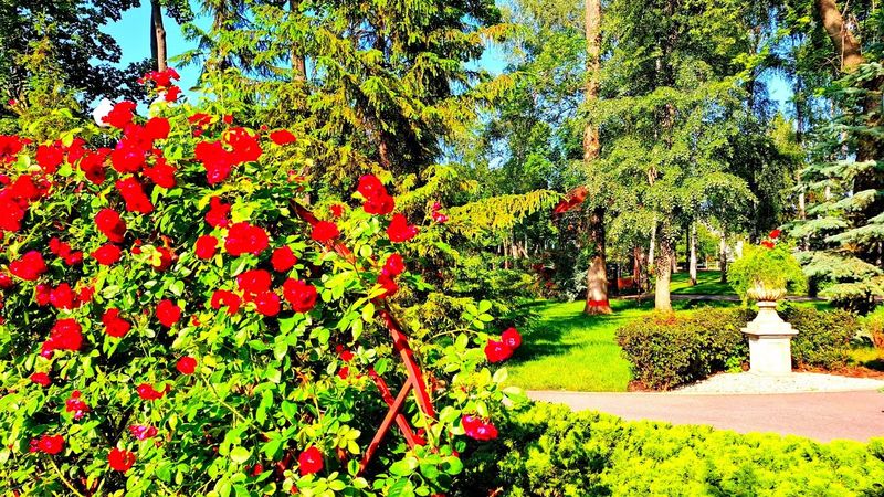 В Центральном парке зацвели розы. Шишечки магнолий. 11.06.2025