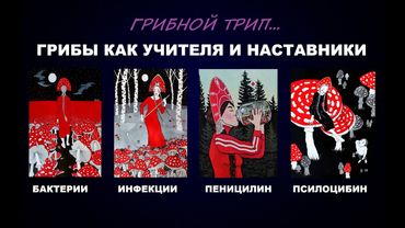204  #ГРИБЫ ОСНОВА ПРОГРАММИРОВАНИЯ НАШЕГО МИРА/ #ИНФЕКЦИИ #СТАРЕНИЕ #ПСИЛОЦИБИН #ПЕНИЦИЛЛ