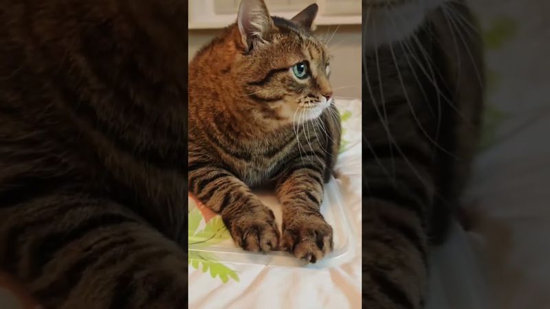 Без сердечный 💔🙀🤔🤣 #cat #кот #юмор #котушка #приколы #цитаты #funny