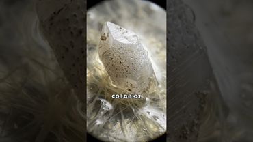 Камни в твоей голове: Секрет равновесия 💎