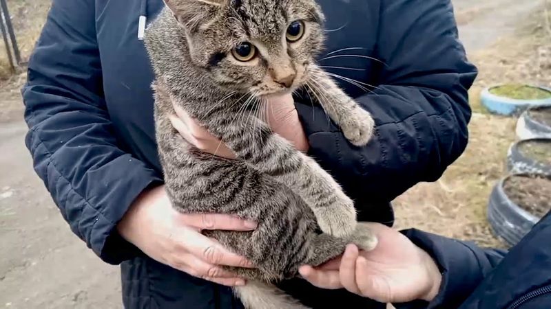 Снова котик на столбе, но есть нюанс