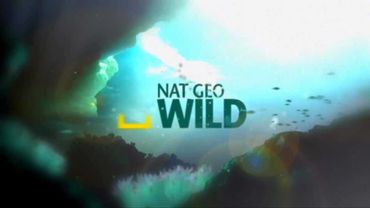Nat Geo Wild HD-Заставка канала №2