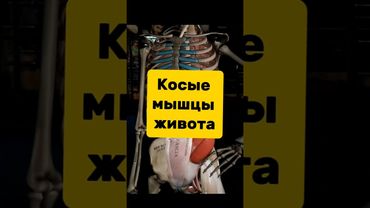 наклоны в сторону для косых мышц живота
