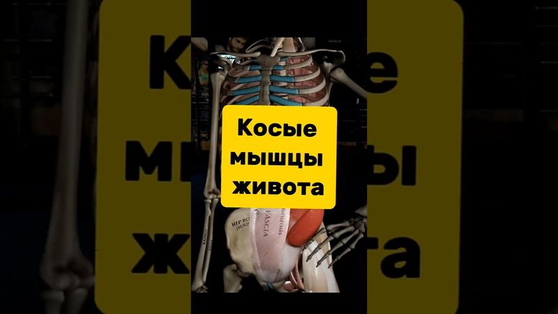 наклоны в сторону для косых мышц живота