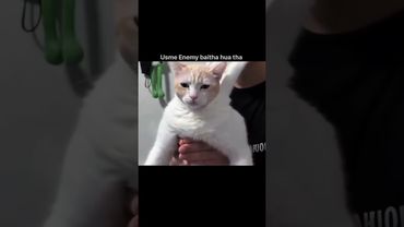 #bgmi #pubgmobile #trendingshorts #viralshorts #funny #cat #memes #status #story #happy