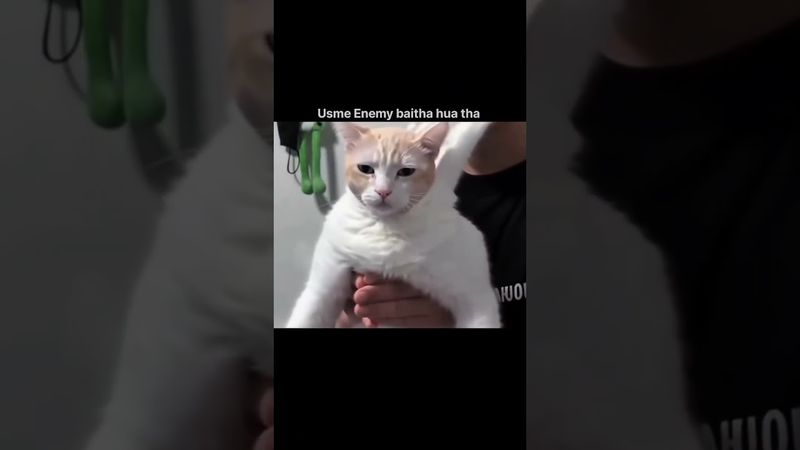 #bgmi #pubgmobile #trendingshorts #viralshorts #funny #cat #memes #status #story #happy