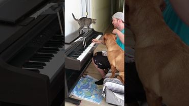 Cat and Dog Play Fur Elise
