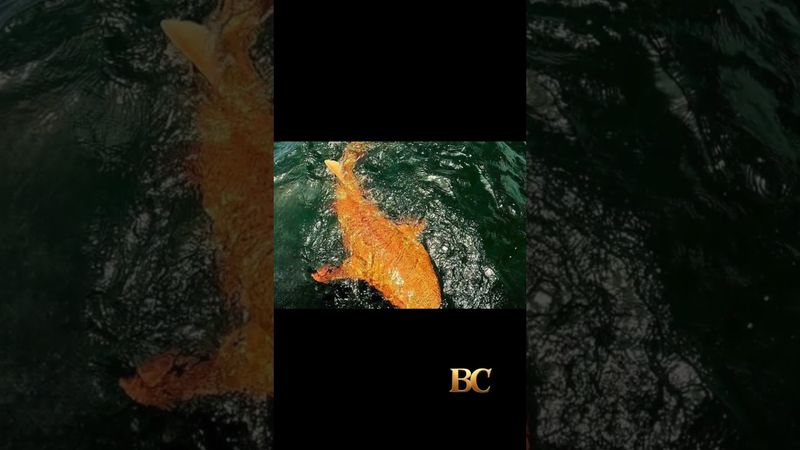 First-ever orange shark be caught by fisherman in Costa Rica