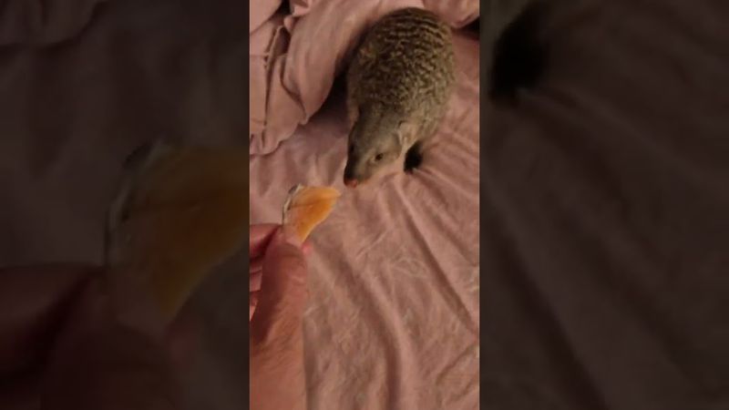 Lounging Mongoose Enticed By Salmon Bite || ViralHog