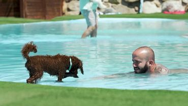 В Испании собаки и их хозяева спасаются от жары в аквапарке