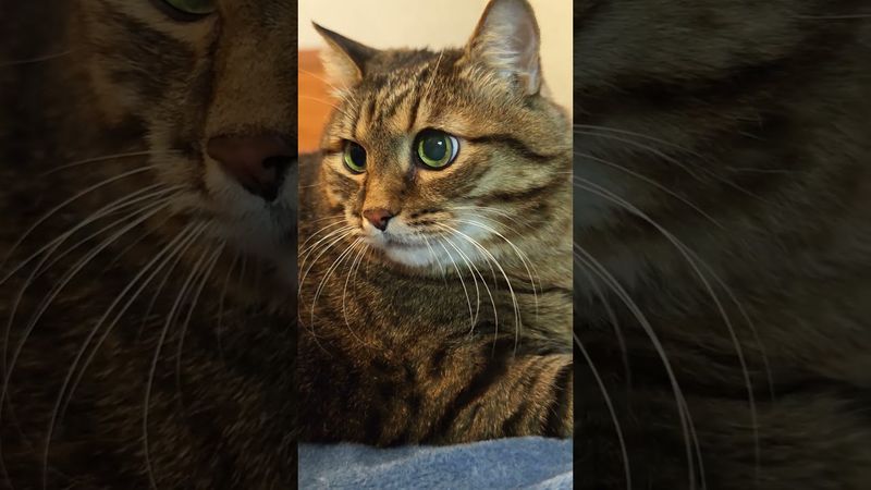 Не расстраивайся 🙀😉🤔🤣 #cat #кот #юмор #котушка #приколы #цитаты #шутки