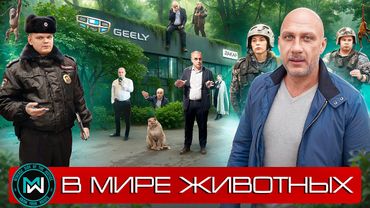 В мире животных - официальный дилер Geely - Дакар, продолжение