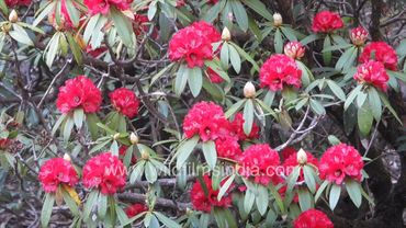 Rhododendron arboreum buds and blooms in wildfilmsindia protected Motidhar forest in the Himalaya