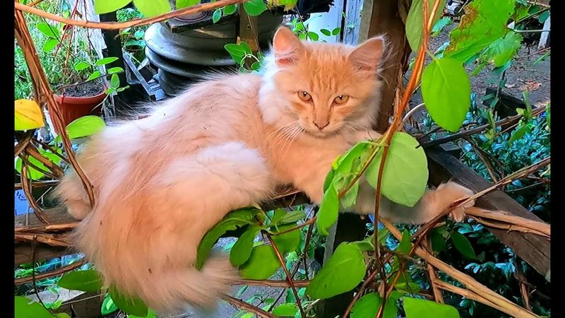 #Славянск. 15 сентября 2025г. Вечер.