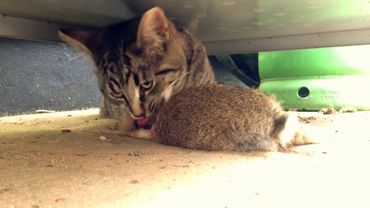 ЖЕСТЬ ! Кошка съедает целого кролика