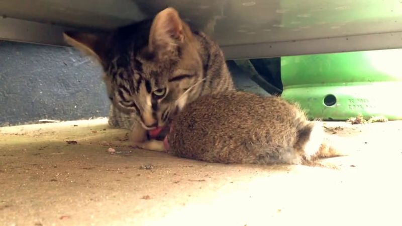 ЖЕСТЬ ! Кошка съедает целого кролика