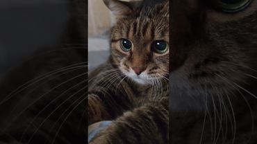 Зарядка 🙀🤔😉🤣 #cat #кот #юмор #цитаты #шутки #приколы