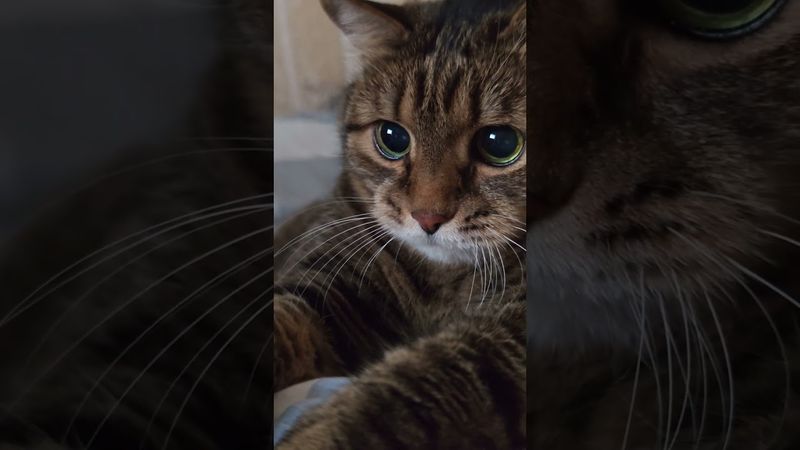 Зарядка 🙀🤔😉🤣 #cat #кот #юмор #цитаты #шутки #приколы