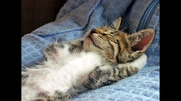 😺 Friday Cats! 🐈 Funny cat and kitten videos to lift your spirits! 😻