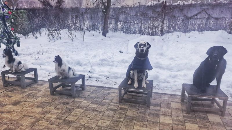 ДТ - 795. "Котики" и "звери" - урок со стаями