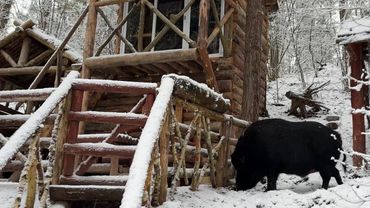 Новогодний поход с диким кабаном в зимний лес ￼. Поздравления с новым годом.￼