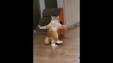 초로도 뮤직챌린지 가즈아~